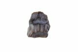 Ankylosaur Tooth - Montana #67813-1